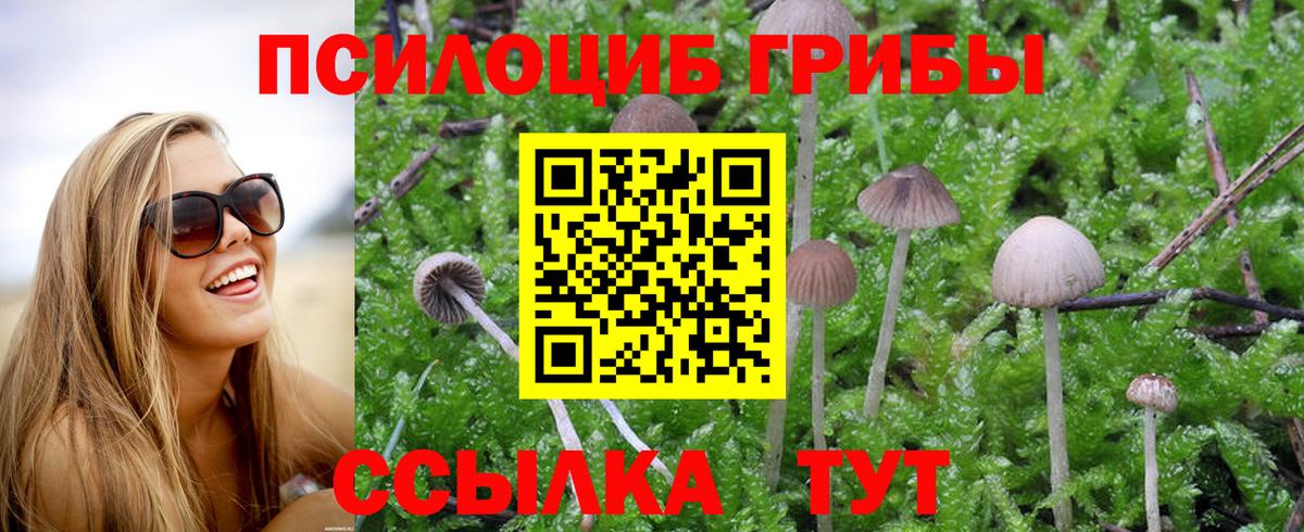 Галлюциногенные грибы Psilocybine cubensis Всеволожск